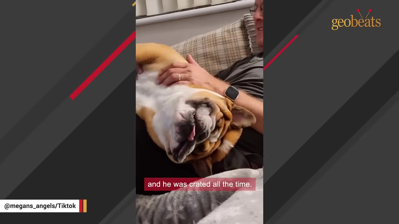 A brown and white bulldog lying on its back on a person's lap, looking relaxed with its tongue slightly sticking out.