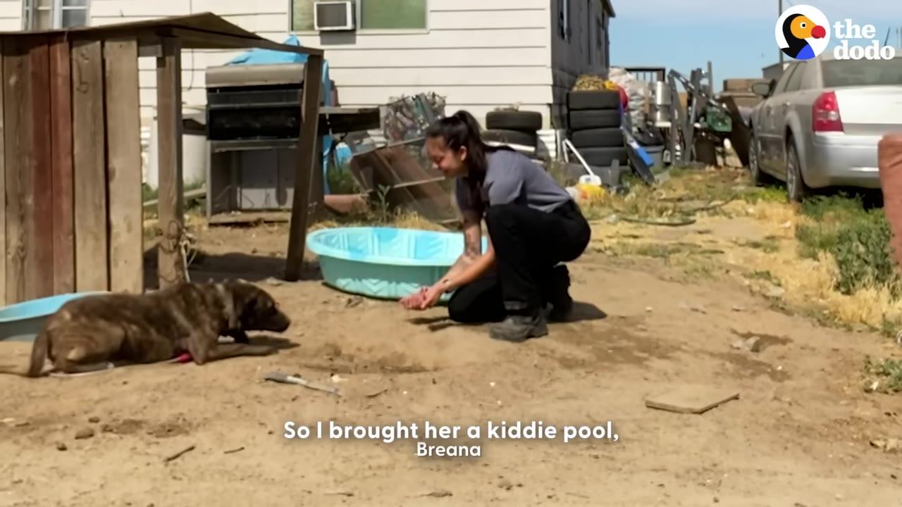 A rescuer kneels on the dirt near a light blue plastic kiddie pool, reaching out toward a brindle dog lying on the ground.