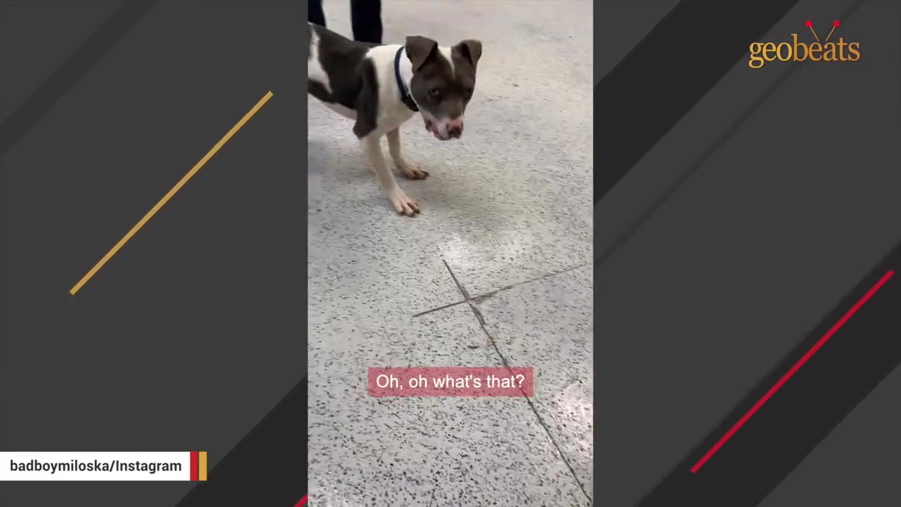 A brown and white pit bull mix looking down at the speckled floor inside a facility.