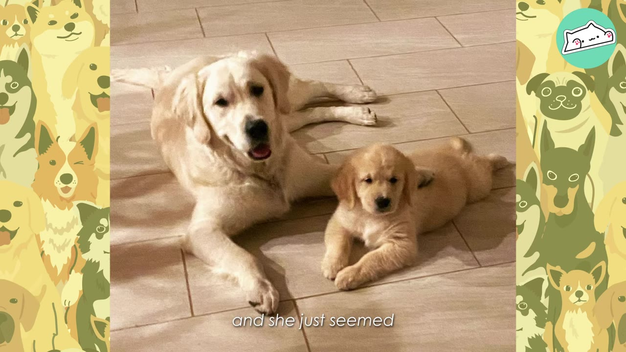 An adult golden retriever lying on a tiled floor next to a small golden retriever puppy.