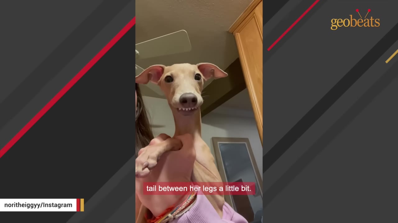 A close-up of a light brown Italian Greyhound looking directly at the camera with a slightly nervous expression, showing its teeth.