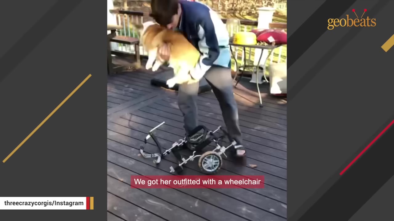 A man on a wooden deck holds a corgi in his arms above a dog wheelchair on the floor.