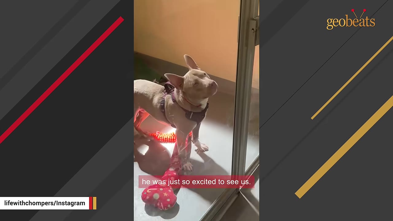A light-colored pit bull wearing a harness stands inside a glass-walled shelter kennel, looking up expectantly.