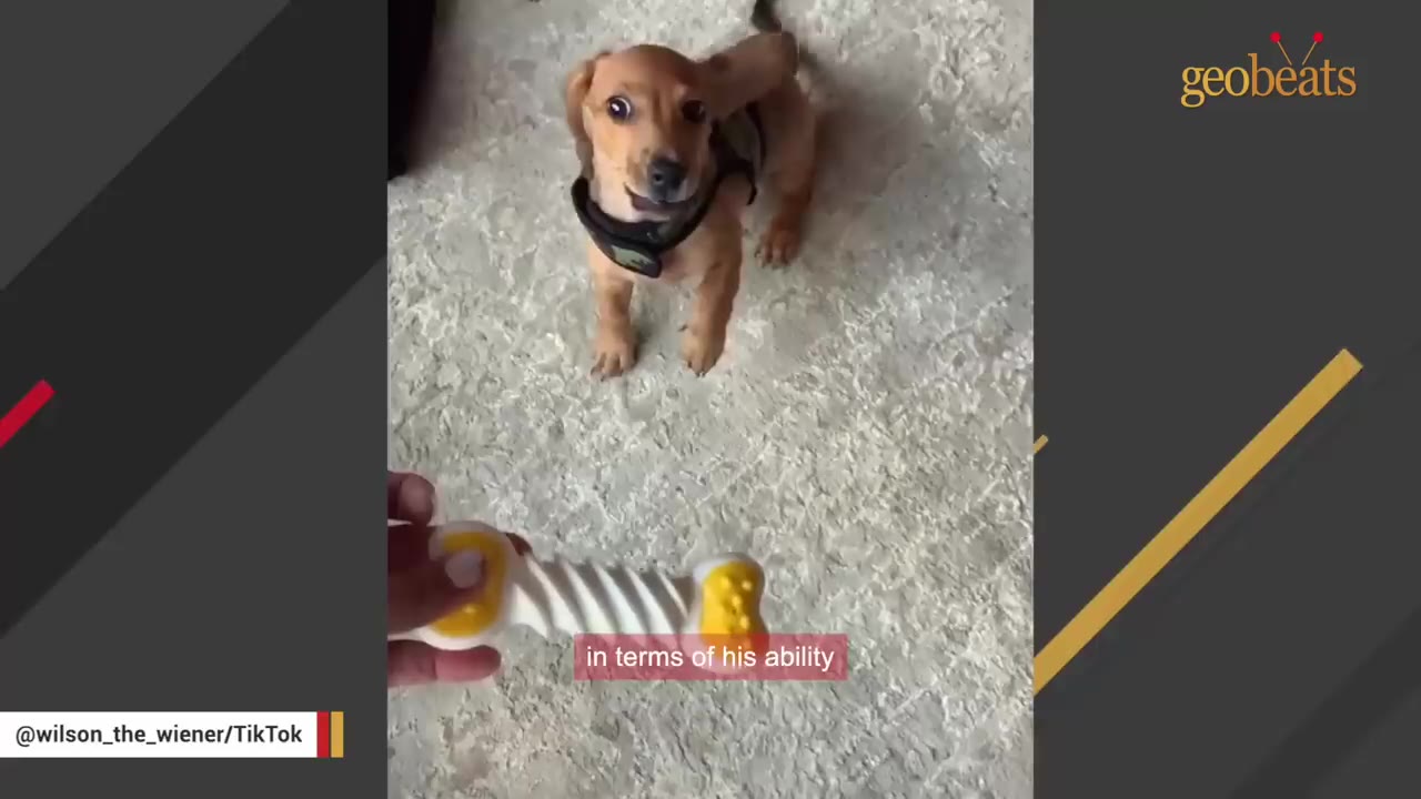 A small dachshund puppy wearing a harness looking up attentively at a toy held in front of him.