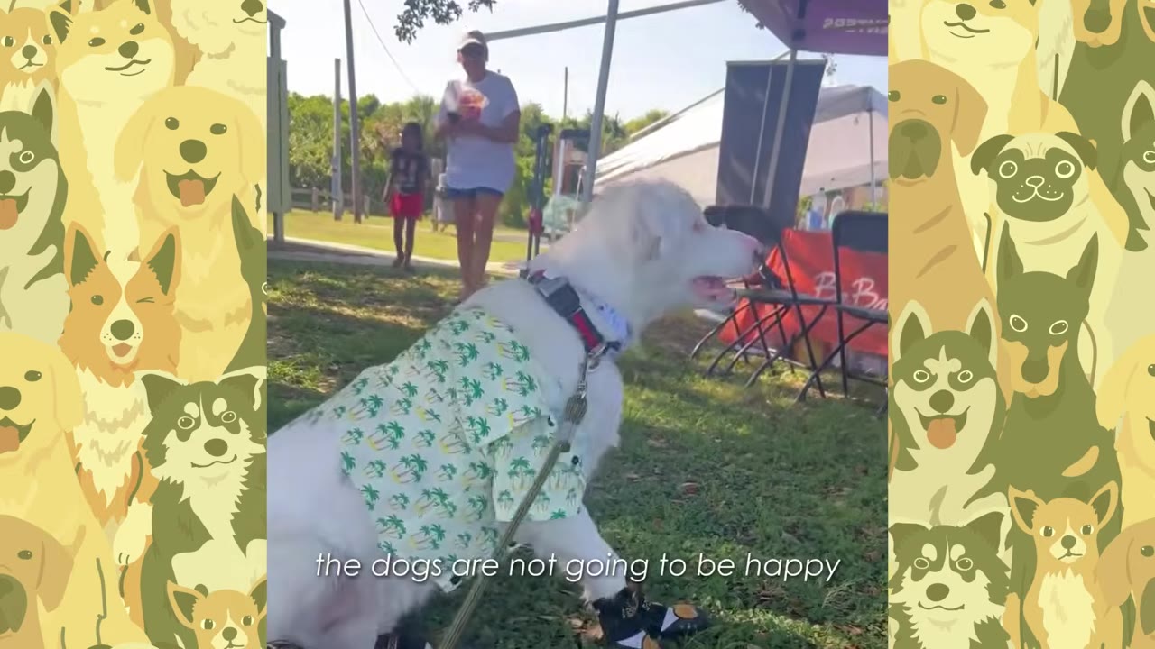 A white dog wearing a green palm-tree printed shirt outdoors on the grass.