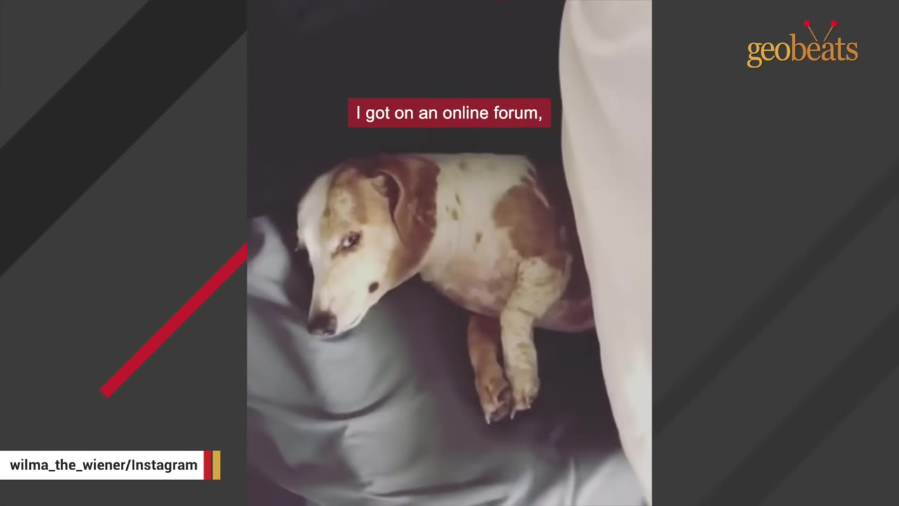 A brown and white dachshund lies on a grey blanket next to a white pillow, with a subtitle that reads 'I got on an online forum,'.