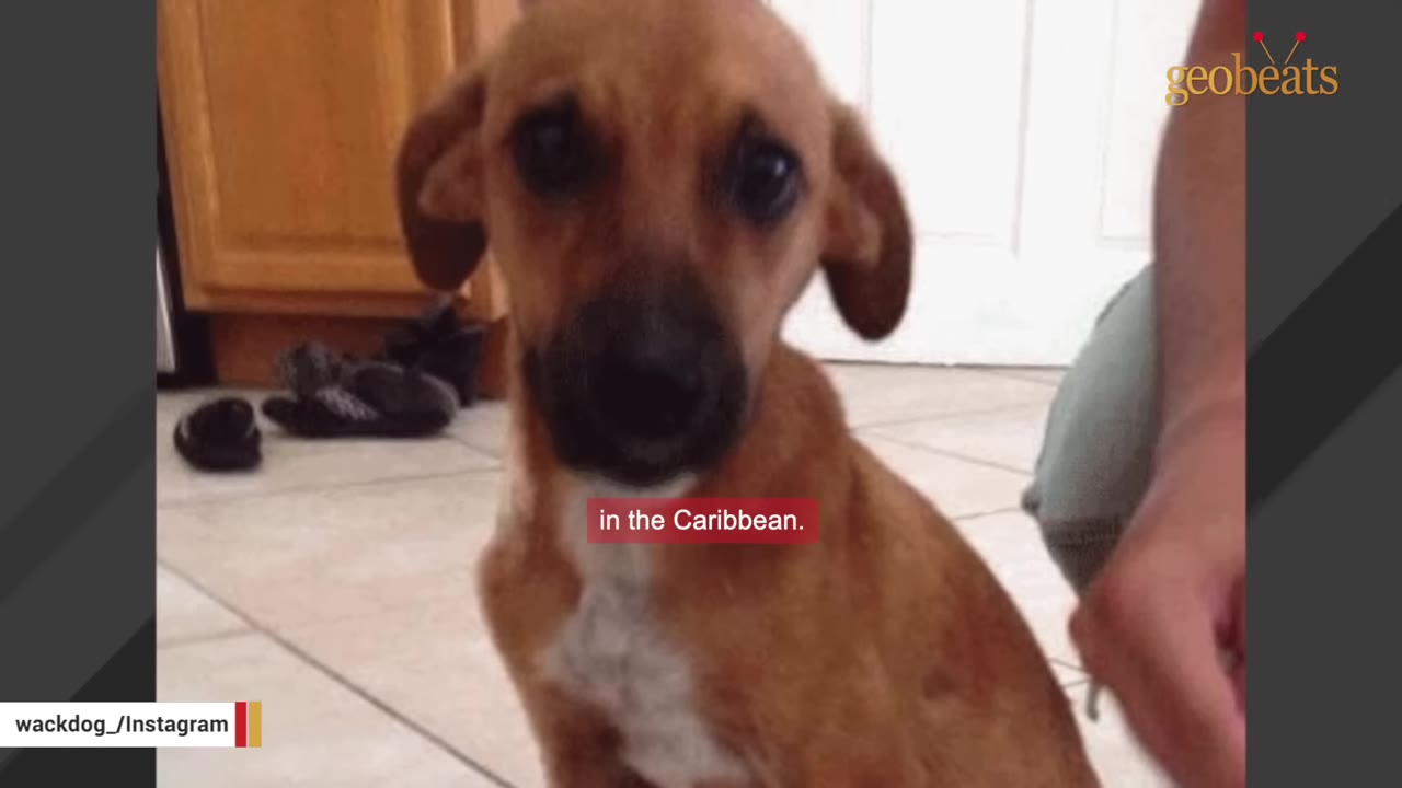 A young brown dog with floppy ears and dark eyes looks directly at the camera while sitting on a tiled floor.