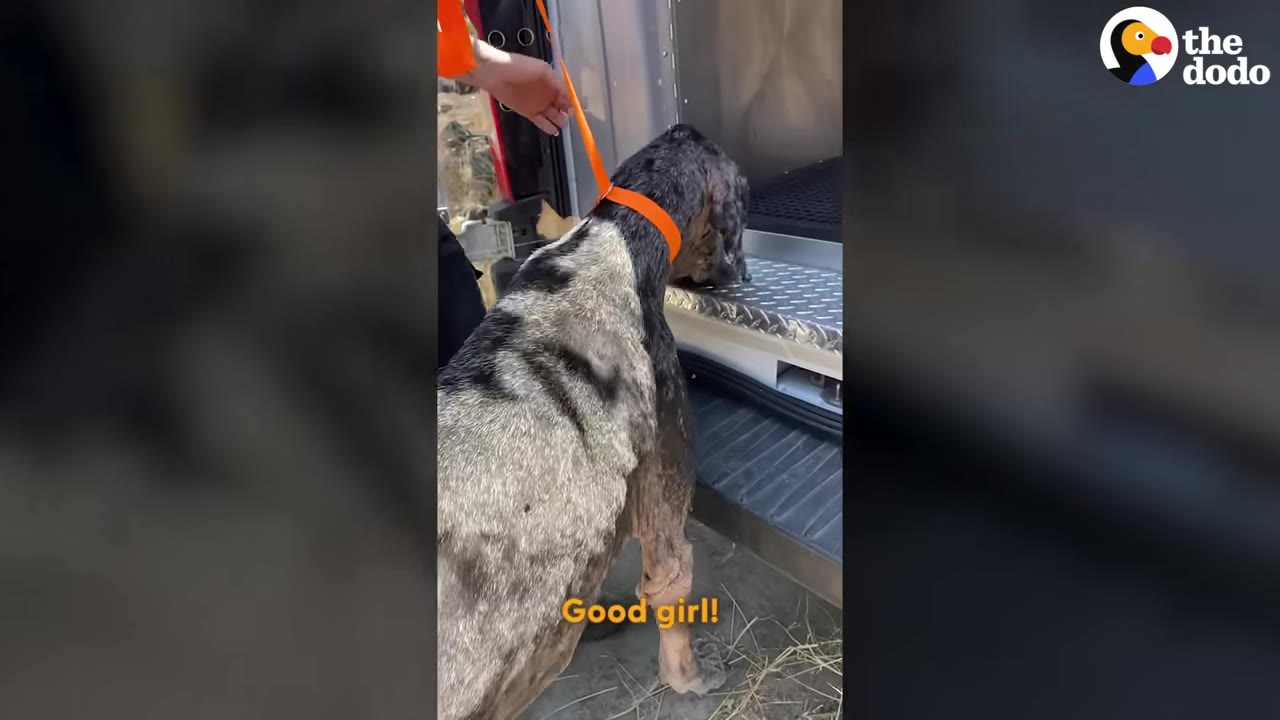 A large grey and black merle Great Dane wearing an orange collar steps into the back of a vehicle.