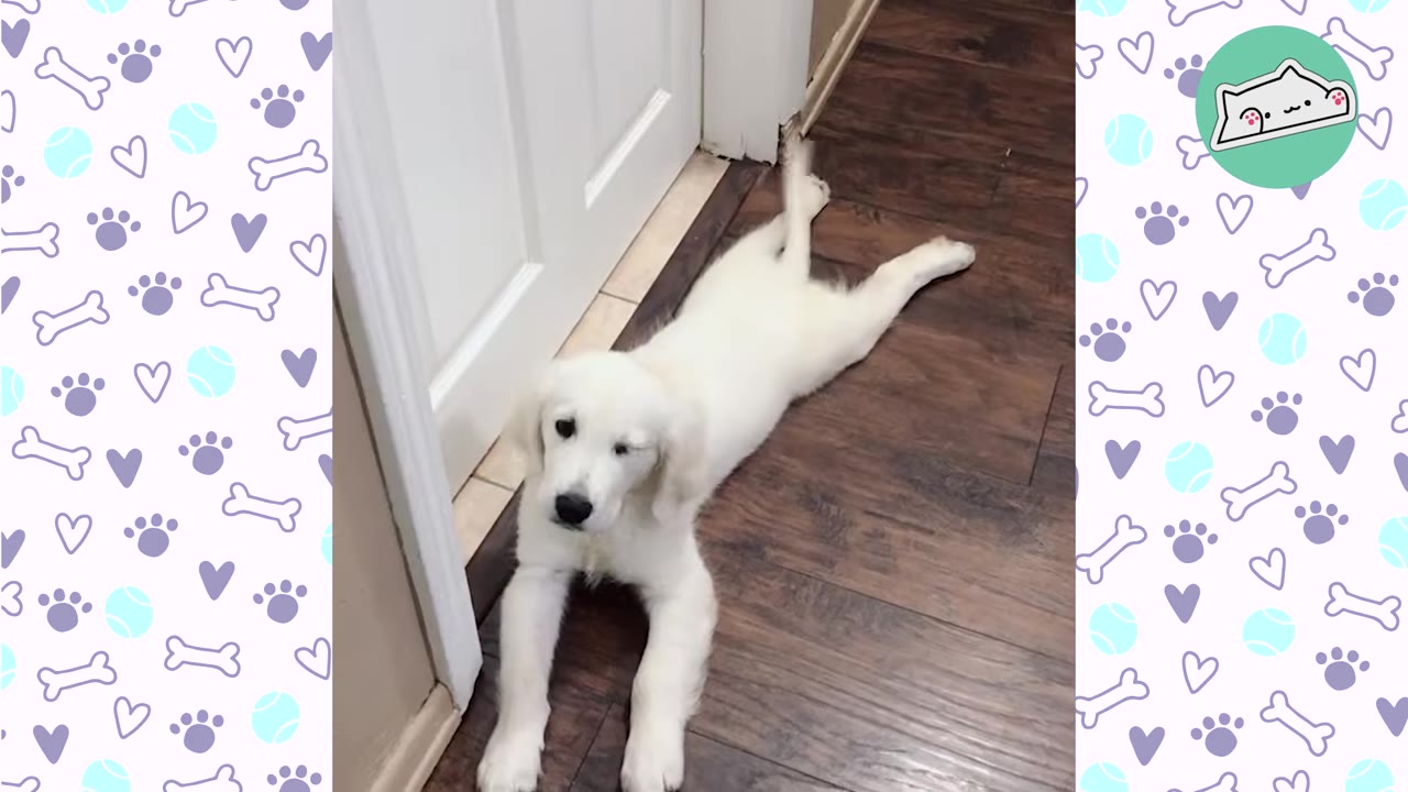A fluffy white golden retriever puppy lies stretched out on a dark wooden floor next to a white door.