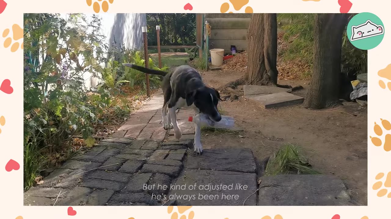 A black and white dog walks down a brick garden path carrying a plastic bottle in its mouth.