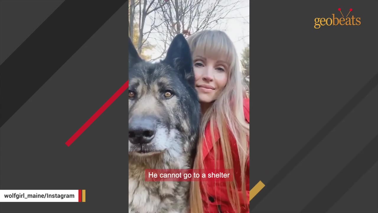 A woman with blonde hair sitting next to a dark-furred wolf dog hybrid outdoors.