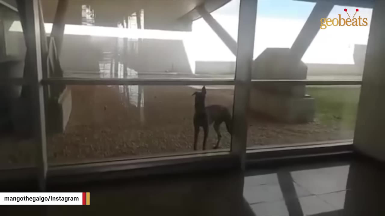 A slender dog standing outside behind a large glass window looking into a facility.