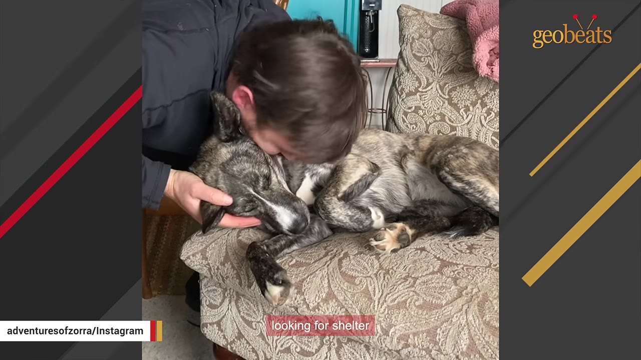 A person leans down to gently cuddle a brindle dog resting on a patterned armchair.