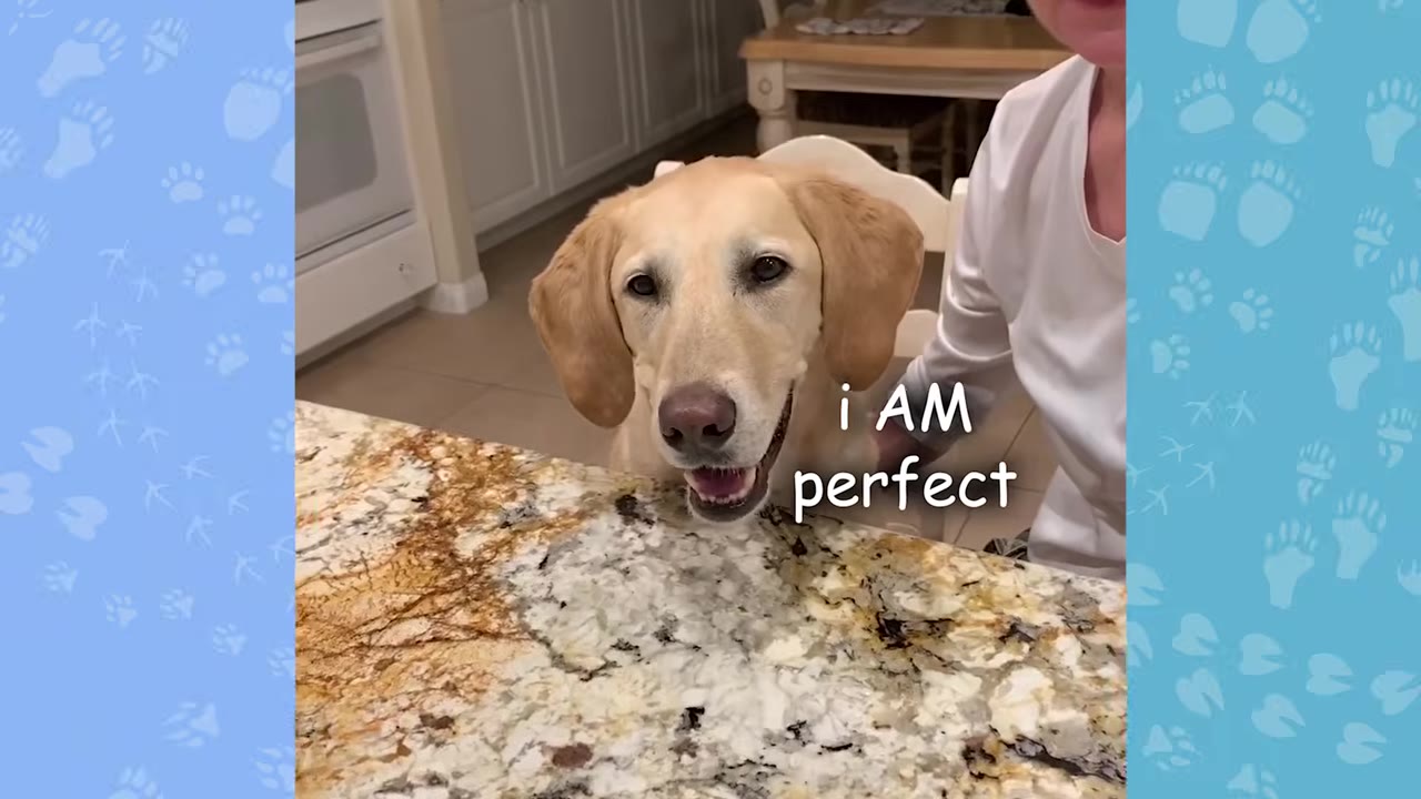 A light-colored dog sits at a kitchen counter next to a person, looking up with a happy expression.
