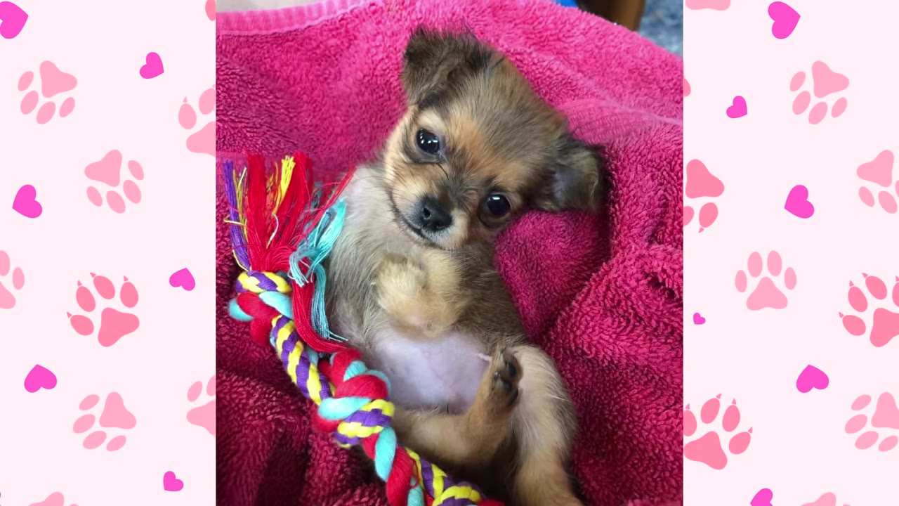 A tiny brown Chihuahua puppy lying on its back on a bright pink blanket next to a colorful rope toy.