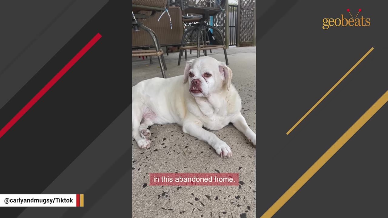 A white dog lying on a concrete patio outdoors.