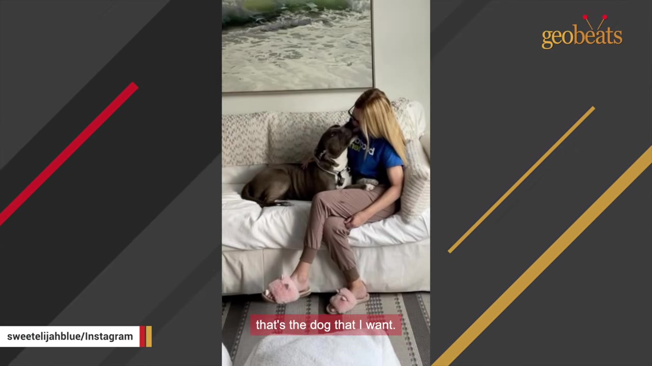 A woman sitting on a white sofa cuddling and kissing a pit bull dog.