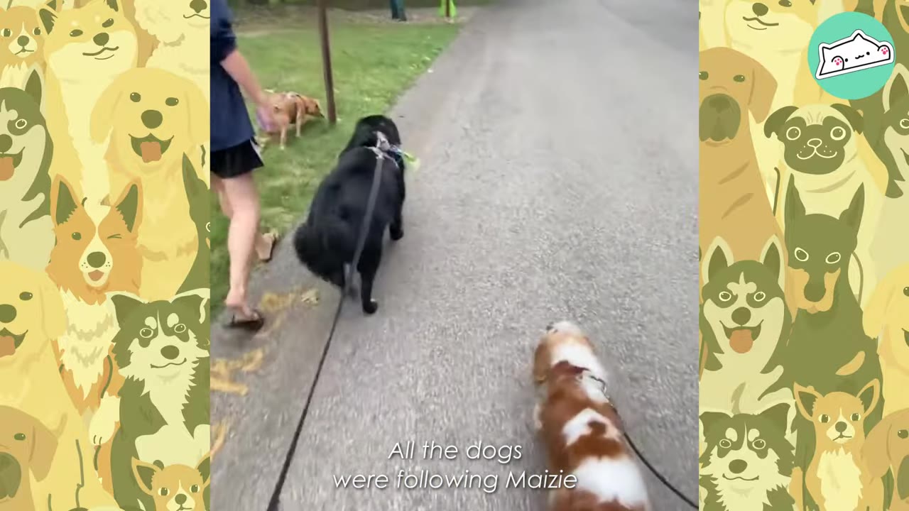A small brown and white dog walks ahead along a paved pathway, leading a large black dog and a person walking on leashes.
