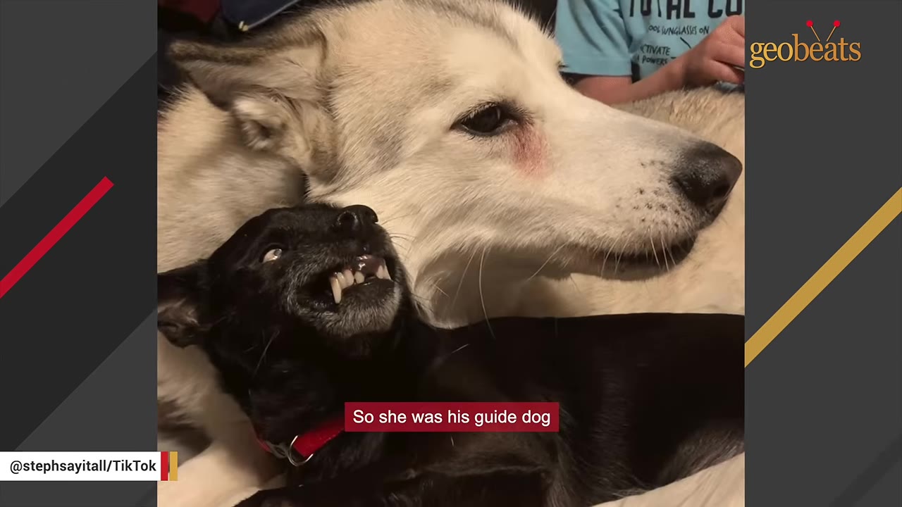 A close-up of a large white dog lying down next to a small black dog who is looking up with its mouth slightly open.