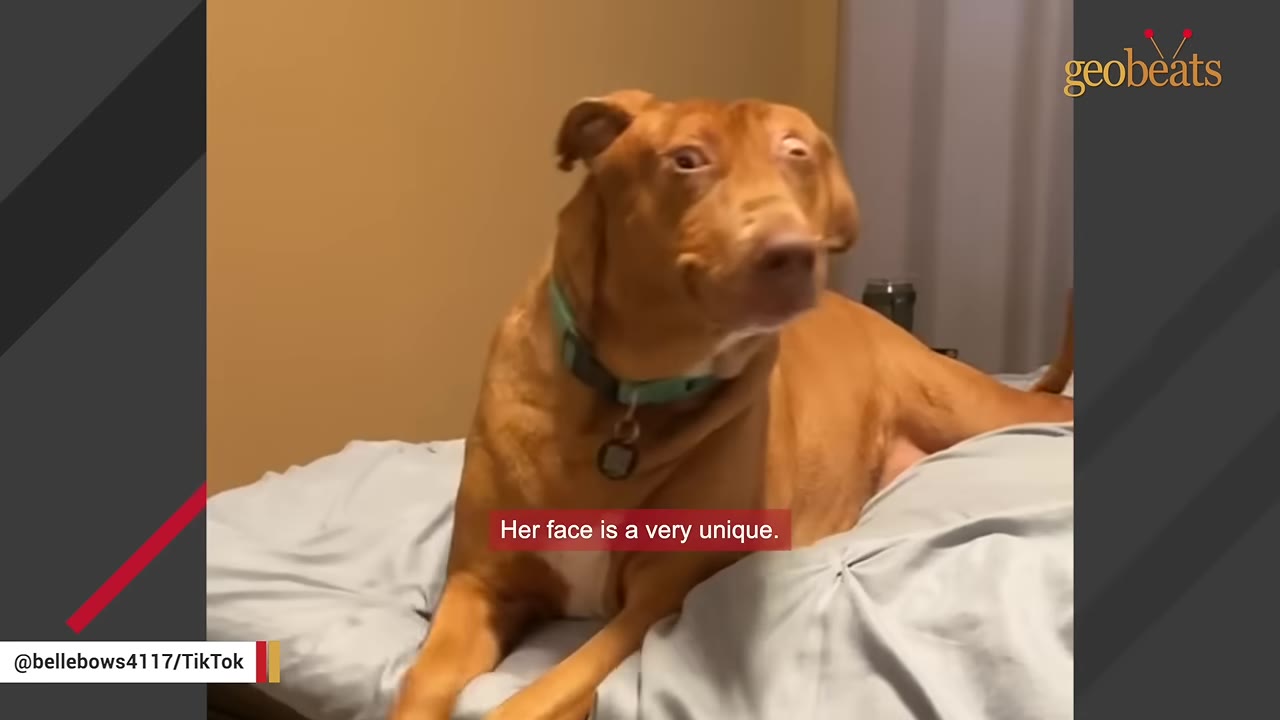 A brown dog with wide, expressive eyes and a green collar sits on a bed indoors.
