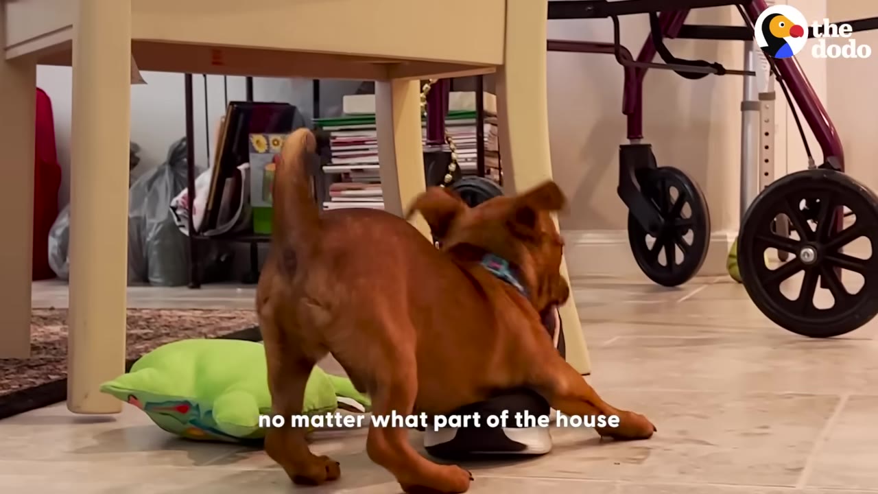 A small brown puppy playing under a table and grabbing a slipper with its mouth.