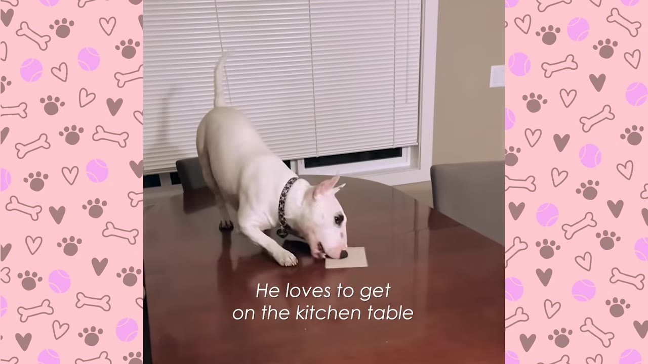 A white Bull Terrier standing on top of a dark wooden table indoors in front of closed window blinds.