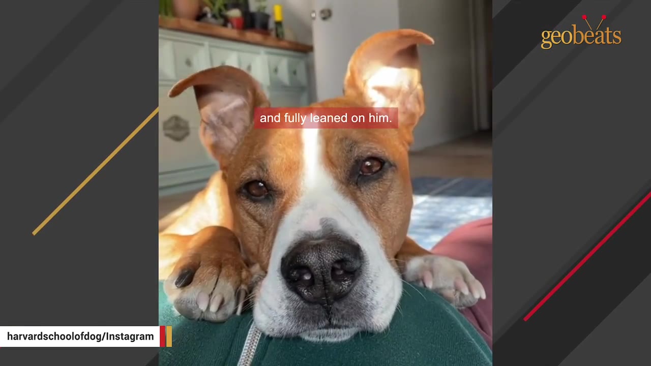 A close-up of a brown and white dog resting its head and paws on a person's lap.