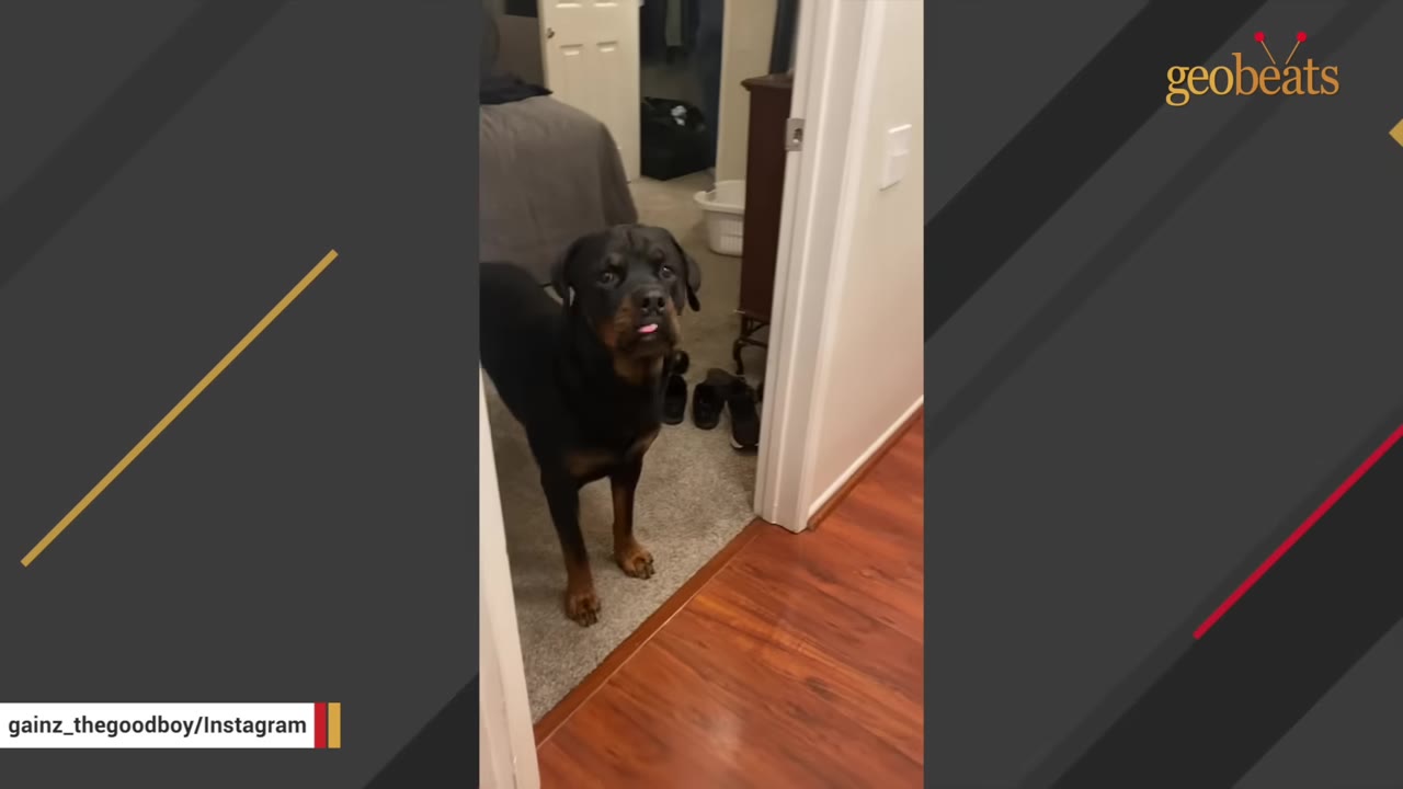 A black and tan Rottweiler stands in a hallway sticking its tongue out slightly.