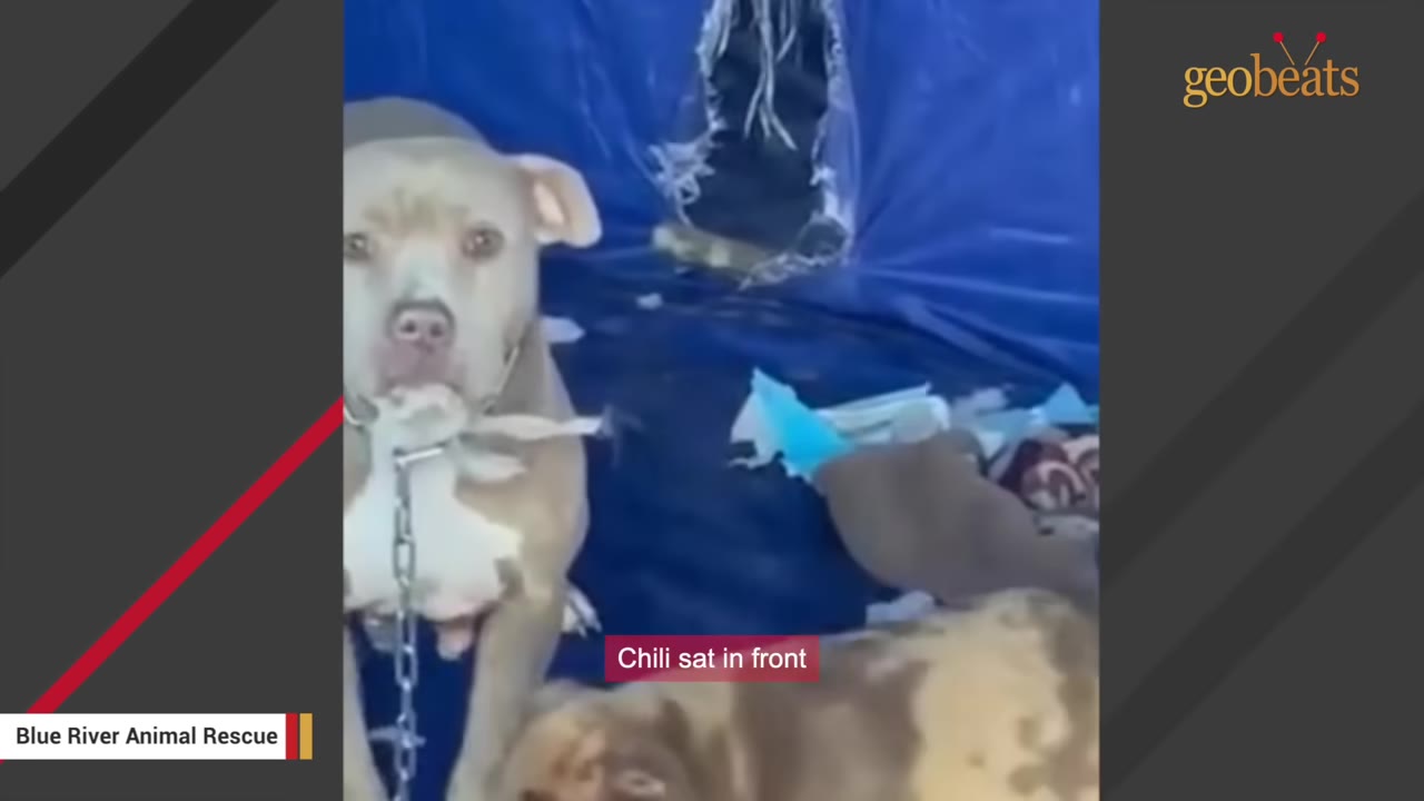 A pit bull type dog on a chain stands in front of another dog inside a blue tarp enclosure.