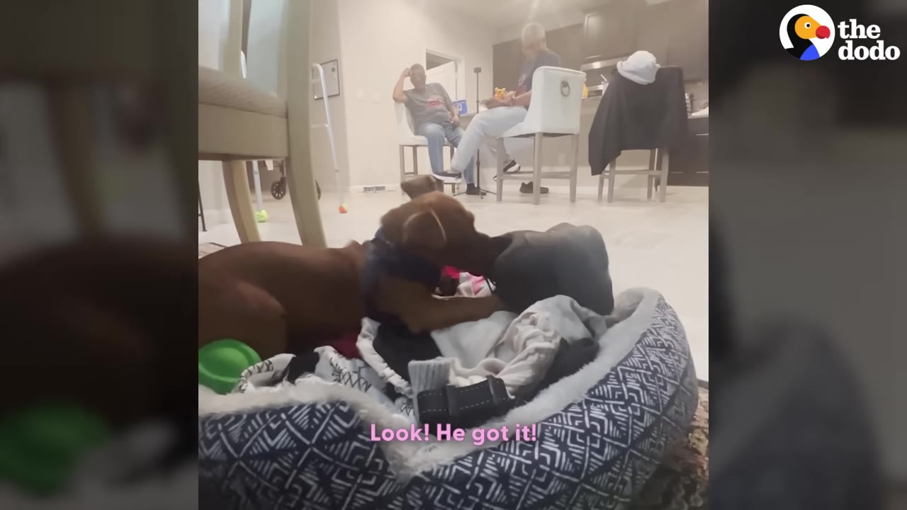 A small brown dog sitting in a pet bed indoors holding a shoe in its mouth while family members sit in chairs in the background.