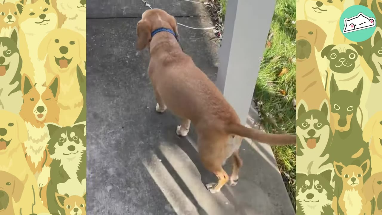 A tan dog with a blue collar walking along a concrete path outdoors.