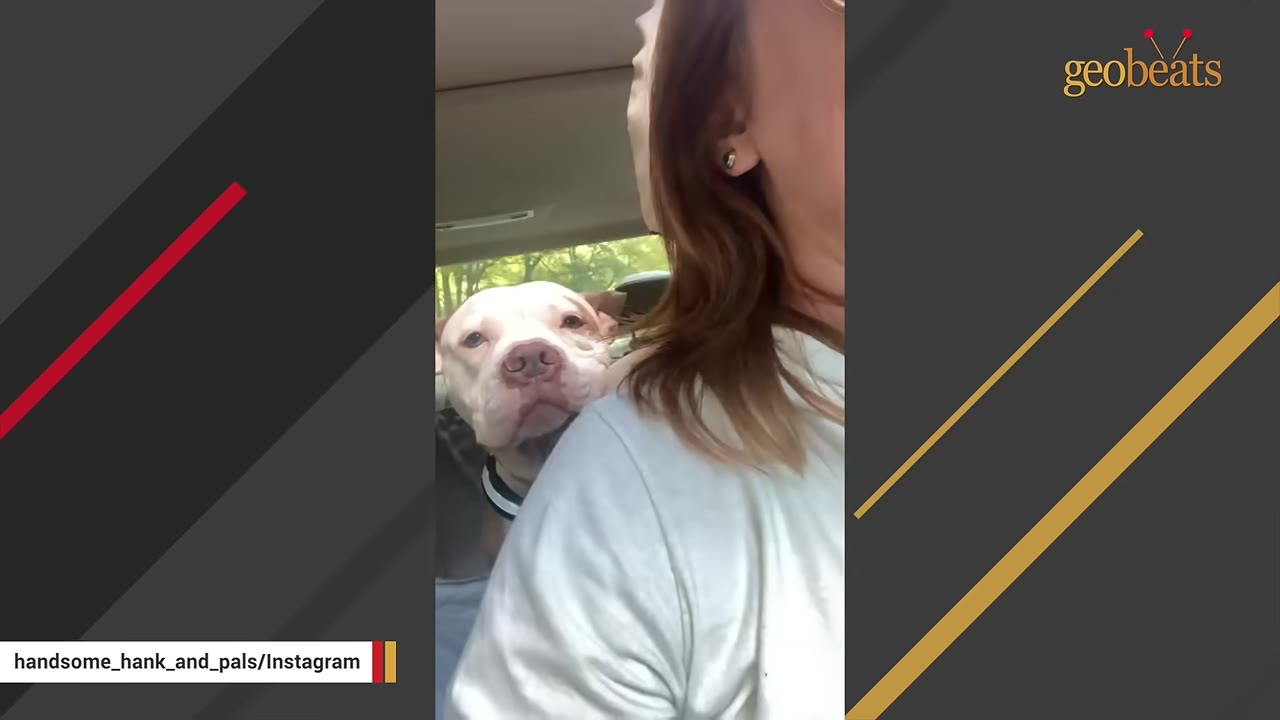 A white dog sits in the back seat of a car looking over a woman's shoulder.