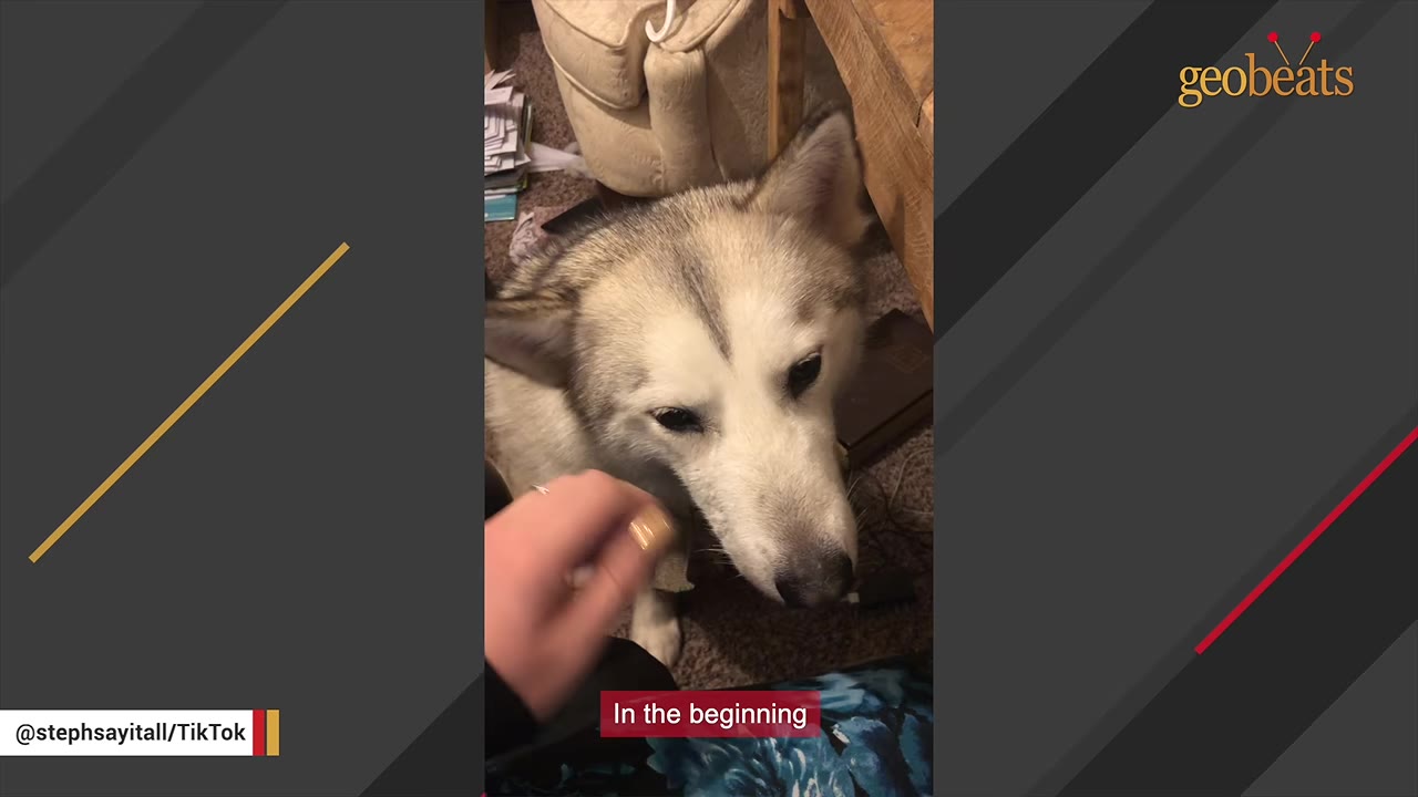 A close-up shot of a person's hand gently reaching out to pet a grey and white husky dog indoors.