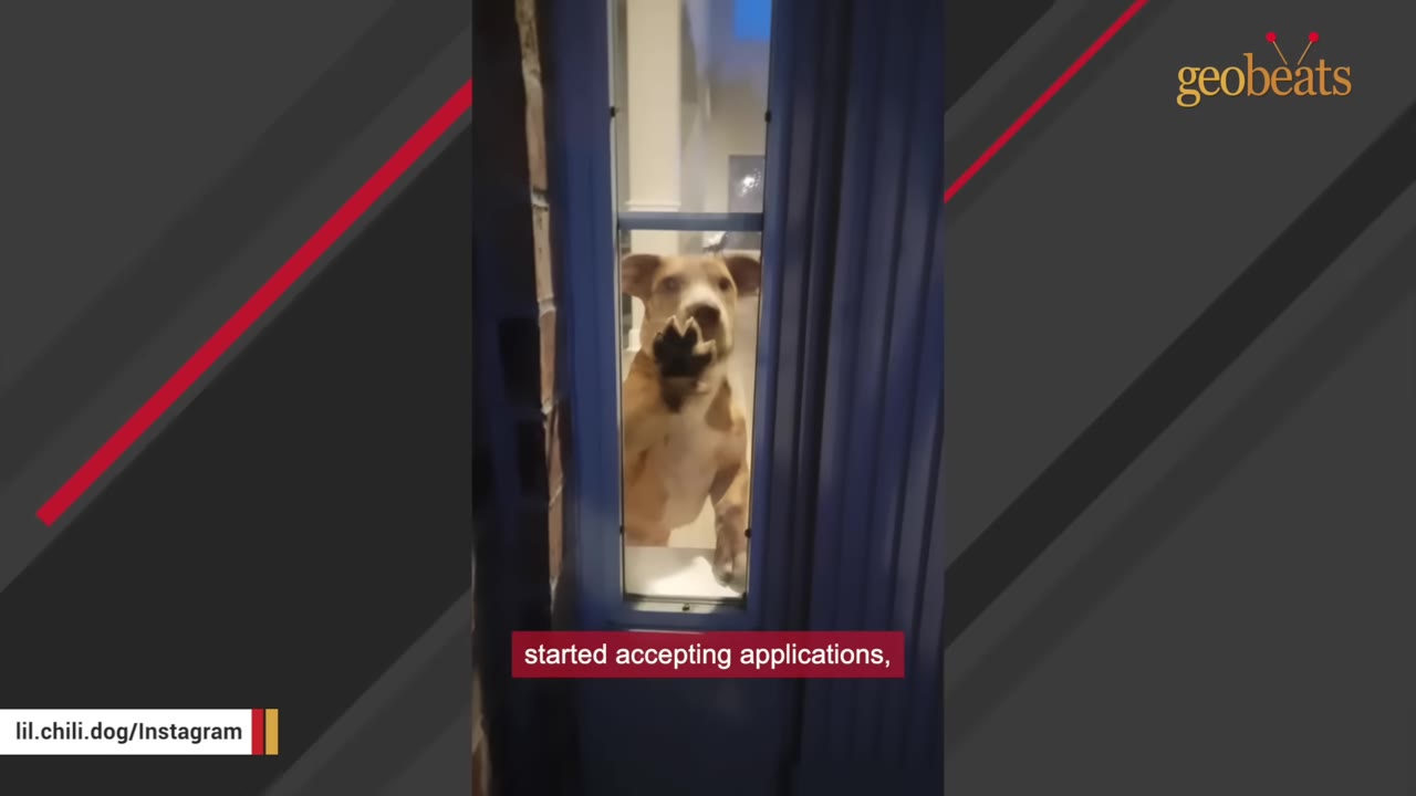 A light brown dog stands on its hind legs inside a house, looking through a thin vertical glass window panel with one paw pressed against the glass.