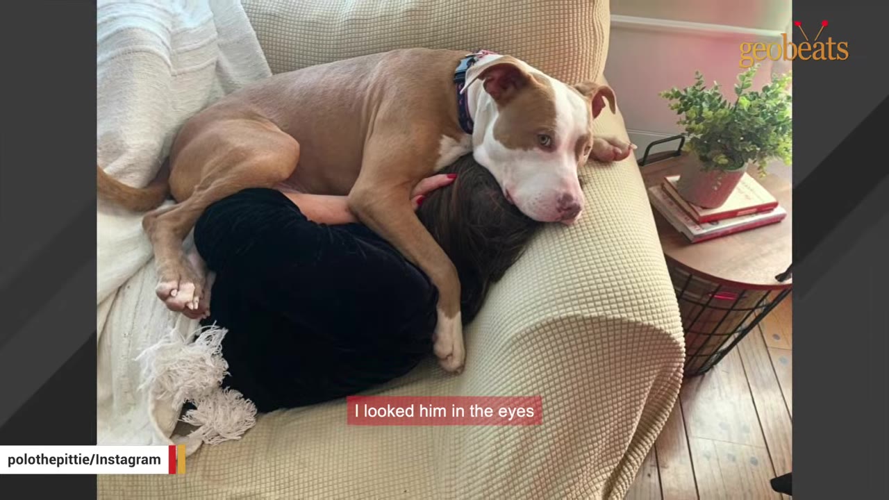 A tan and white pit bull resting on top of a person lying down on a beige sofa.