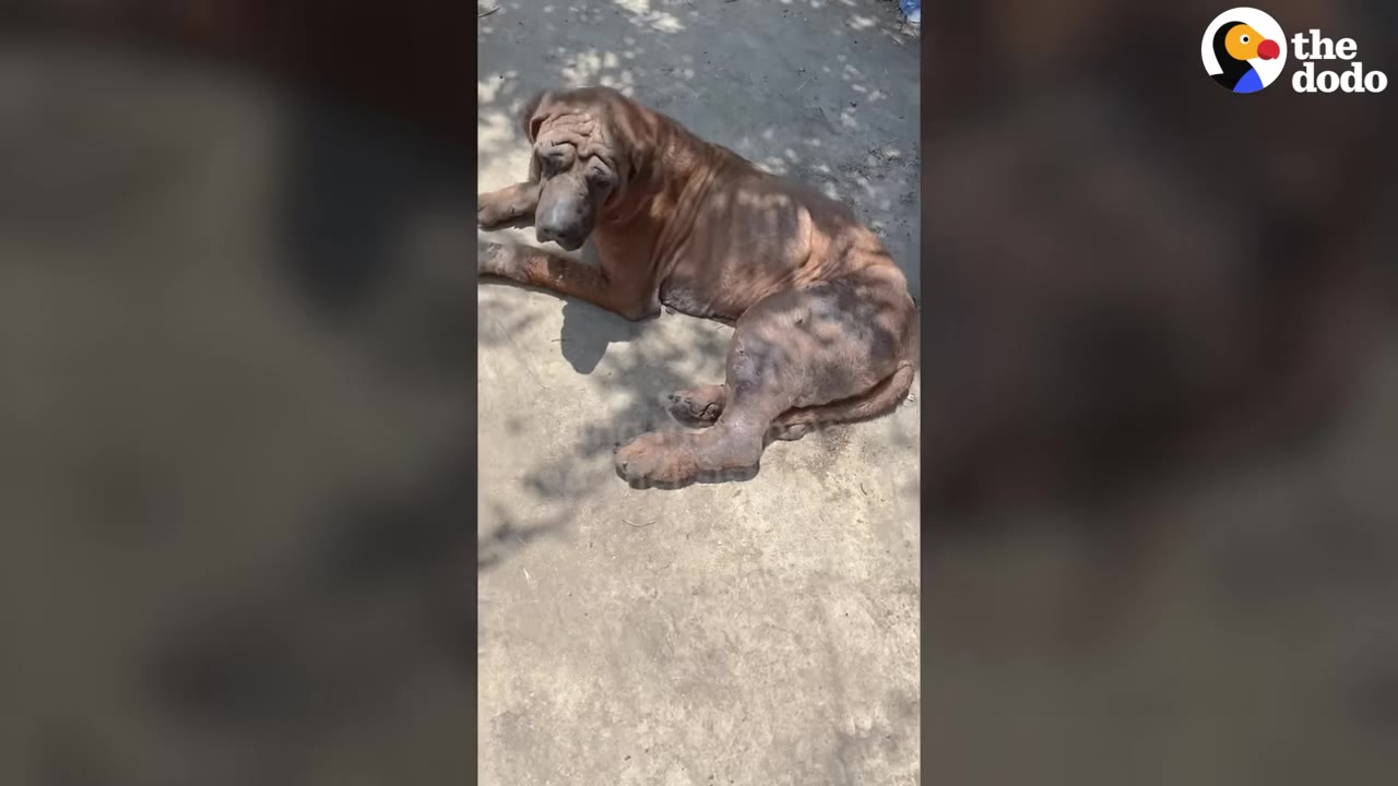 A large brown mastiff-type dog with wrinkled skin lying on dirt ground in dappled sunlight.
