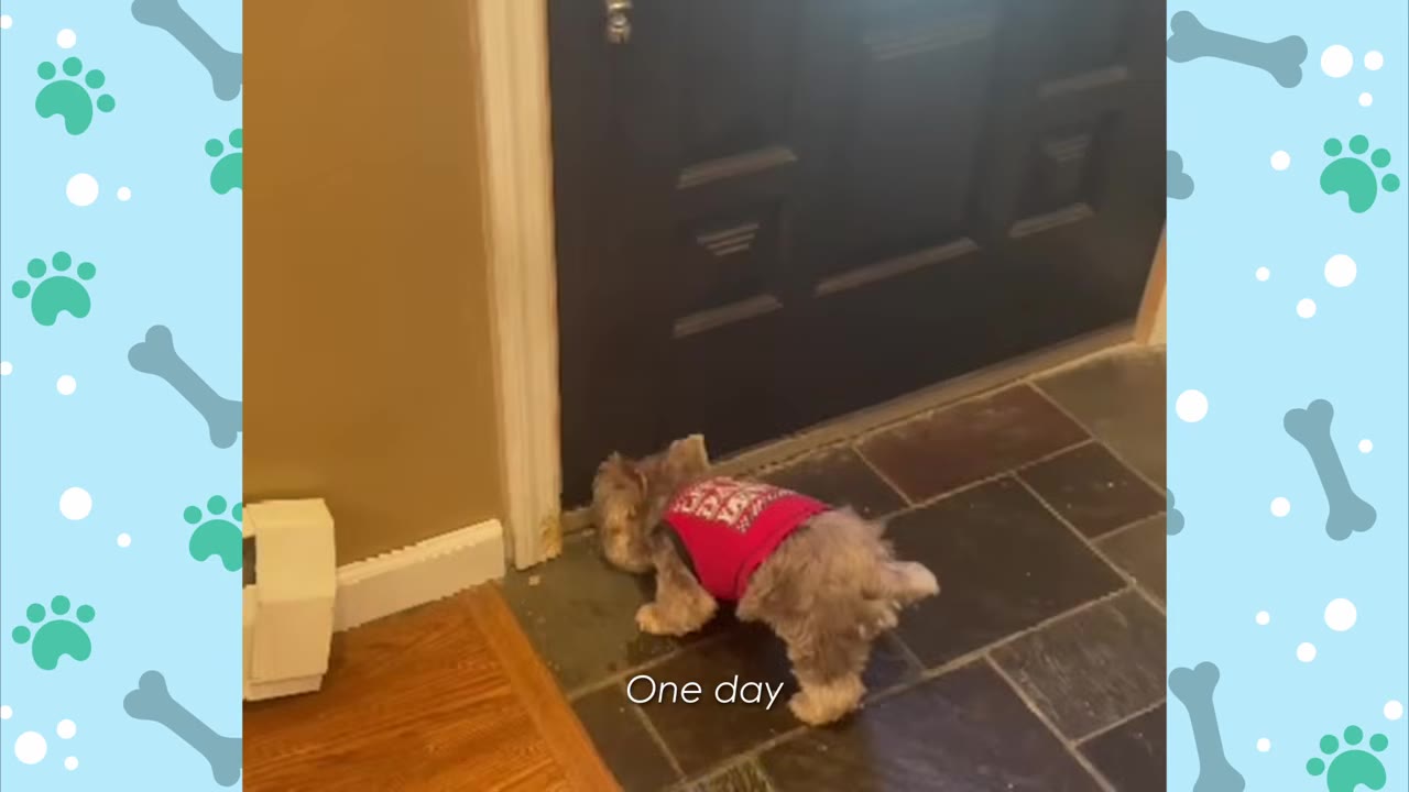 A small fluffy dog wearing a red sweater stands on a tiled floor, sniffing the bottom corner of a dark front door.