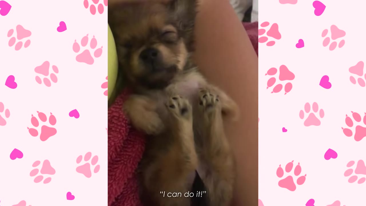 A small brown puppy lying on its back in a person's lap, with its eyes closed and paws held up.