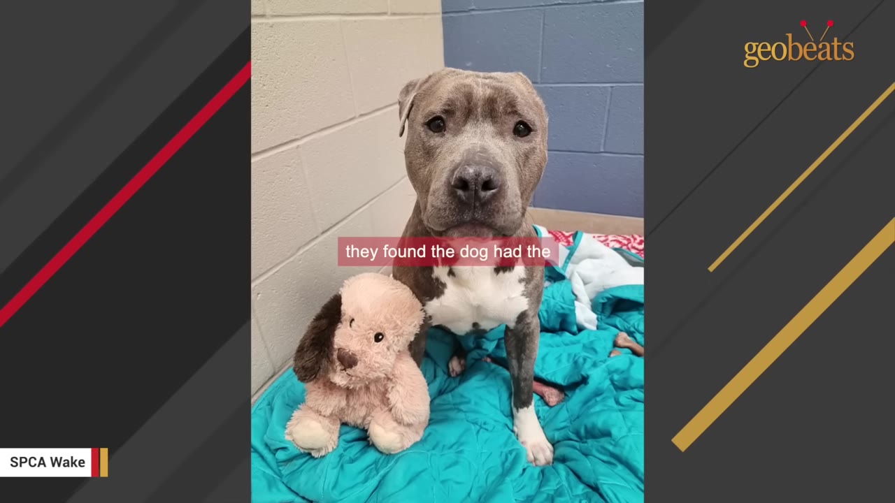 A grey and white pit bull sits on a blue blanket in a shelter kennel next to a plush stuffed dog toy.