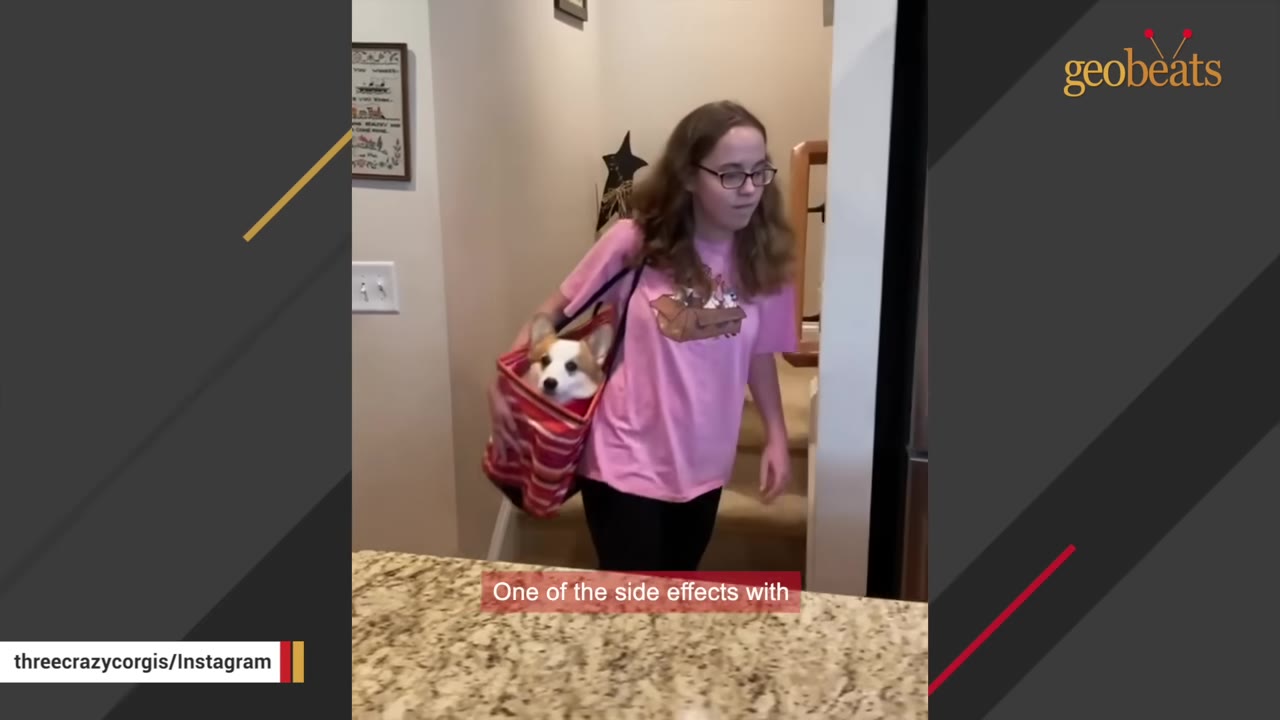 A young woman wearing glasses and a pink t-shirt carries a corgi in a red and orange striped tote bag over her shoulder inside a house.