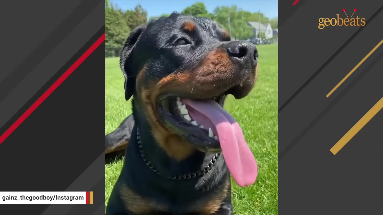 A Rottweiler named Gainz sitting outside on a grassy lawn with his unusually long tongue hanging out of his open mouth.