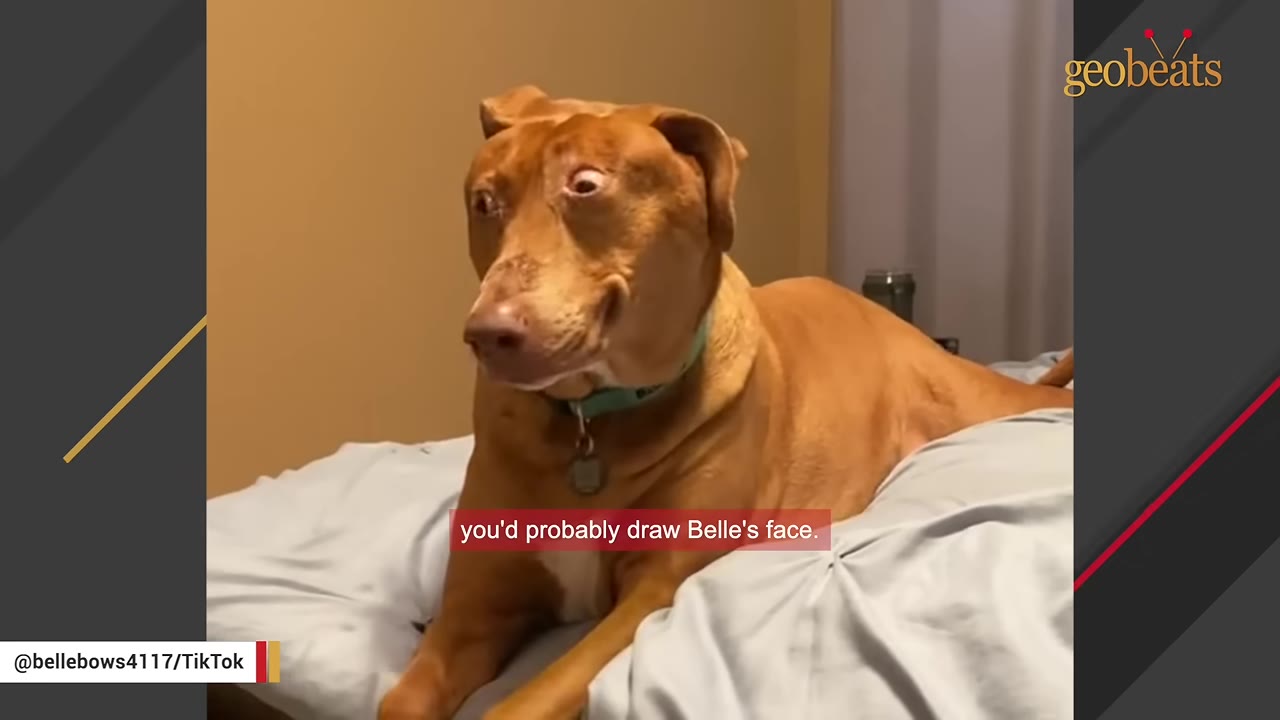 A brown dog with a unique facial expression sitting on a bed covered in light blue sheets.
