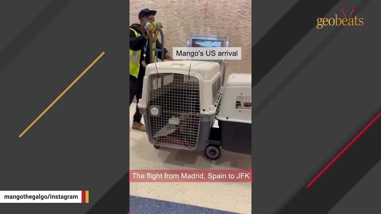 A airport worker pushing a cart carrying a plastic pet travel crate containing a dog.