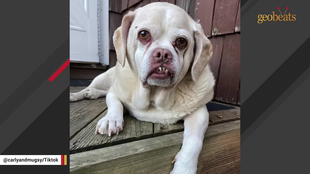 A close-up portrait of Mugsy, a small white dog with prominent lower teeth, lying down on wooden porch steps.