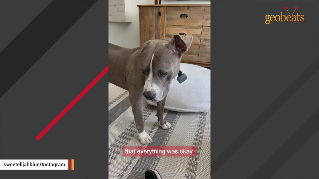A gray pit bull mix stands cautiously on a striped rug indoors, looking tentatively toward the floor.