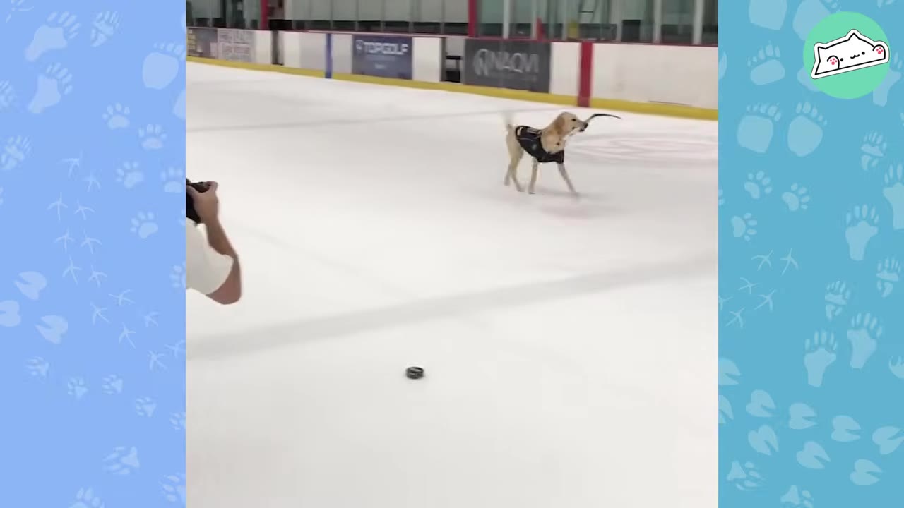 A photographer's hands holding a camera on the left, capturing a yellow Labrador retriever wearing a black vest running on an ice rink.