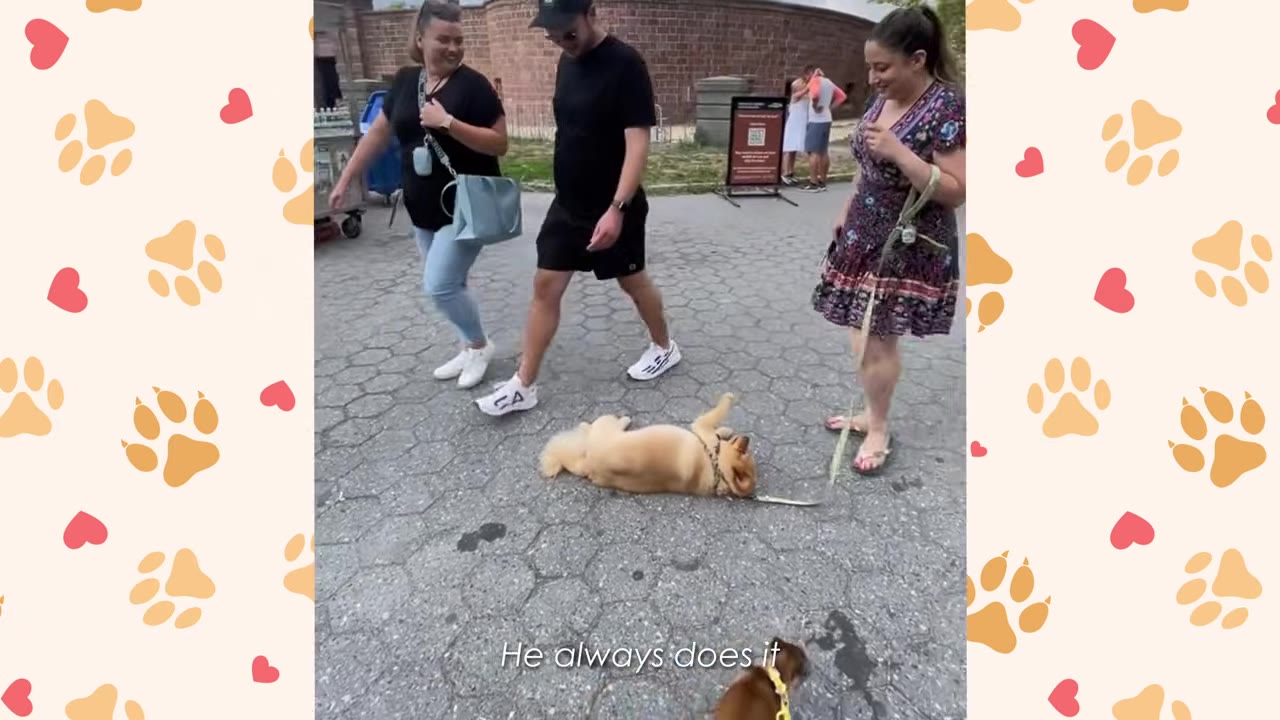 A small fluffy dog lies on its back on a paved path as smiling pedestrians walk past him.