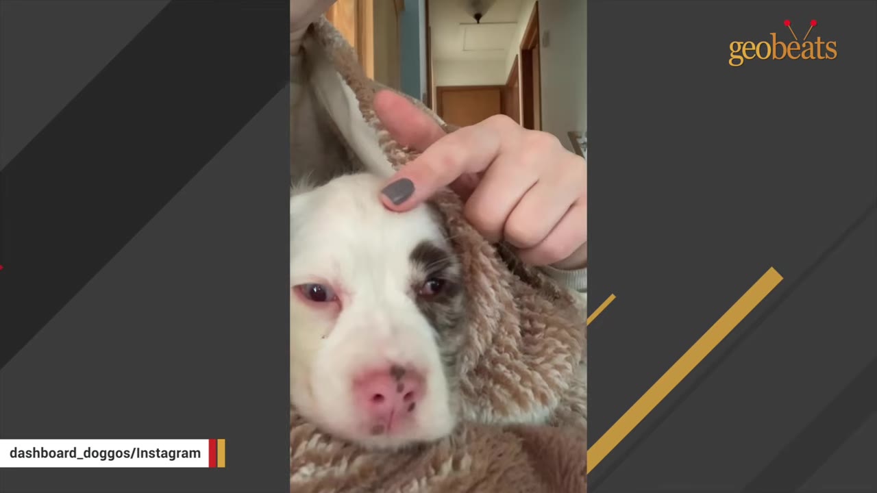 A close-up view of a small white and merle puppy wrapped in a blanket as a person gently touches her head.