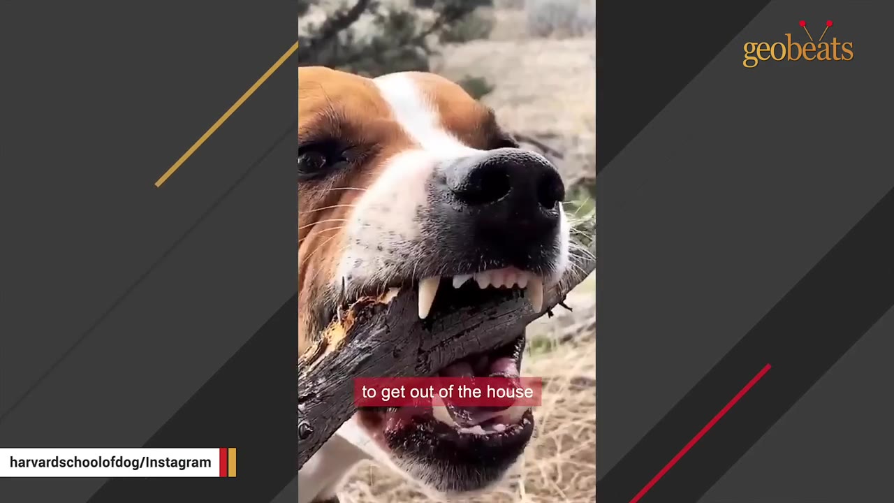 A close-up shot of a brown and white dog biting down on a thick wooden stick, showing its teeth.