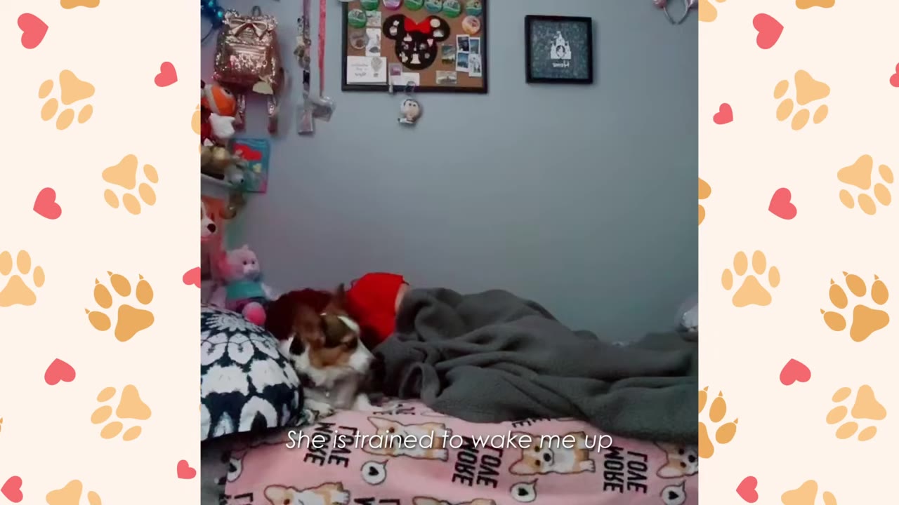 A tricolor Corgi sits on a bed next to a person sleeping under a grey blanket, with text on screen reading 'She is trained to wake me up'.